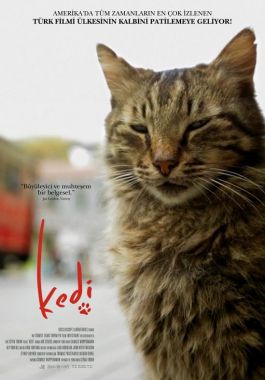 Kedi poster