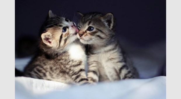 Kedi Evi Projesi Gönüllü Çağırısı