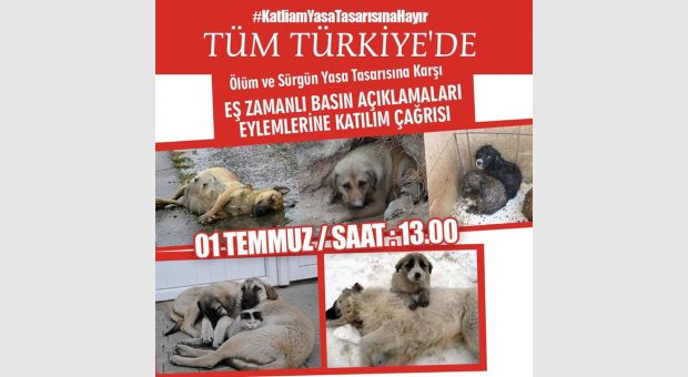 Haydi Türkiye. 1 Temmuz'da da Hayvanlarımız İçin Meydanlara.